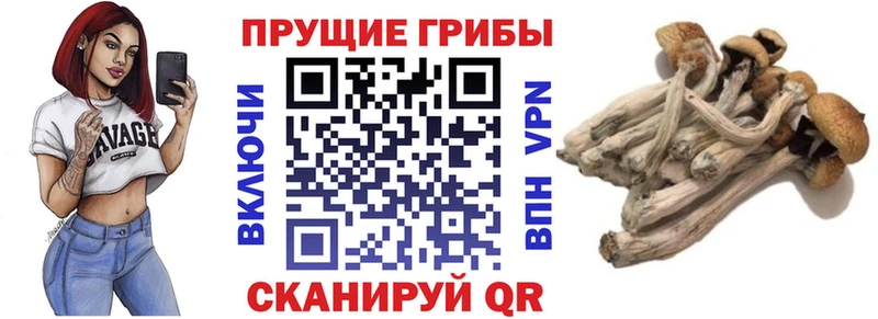 как найти закладки  Аша  МЕГА как зайти  Псилоцибиновые грибы GOLDEN TEACHER 